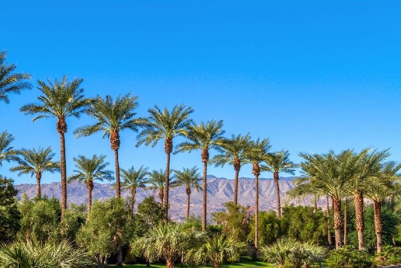 A beautiful landscape of the Coachella Valley featuring palm trees with a mountainous backdrop and clear blue sky. Stock Photo