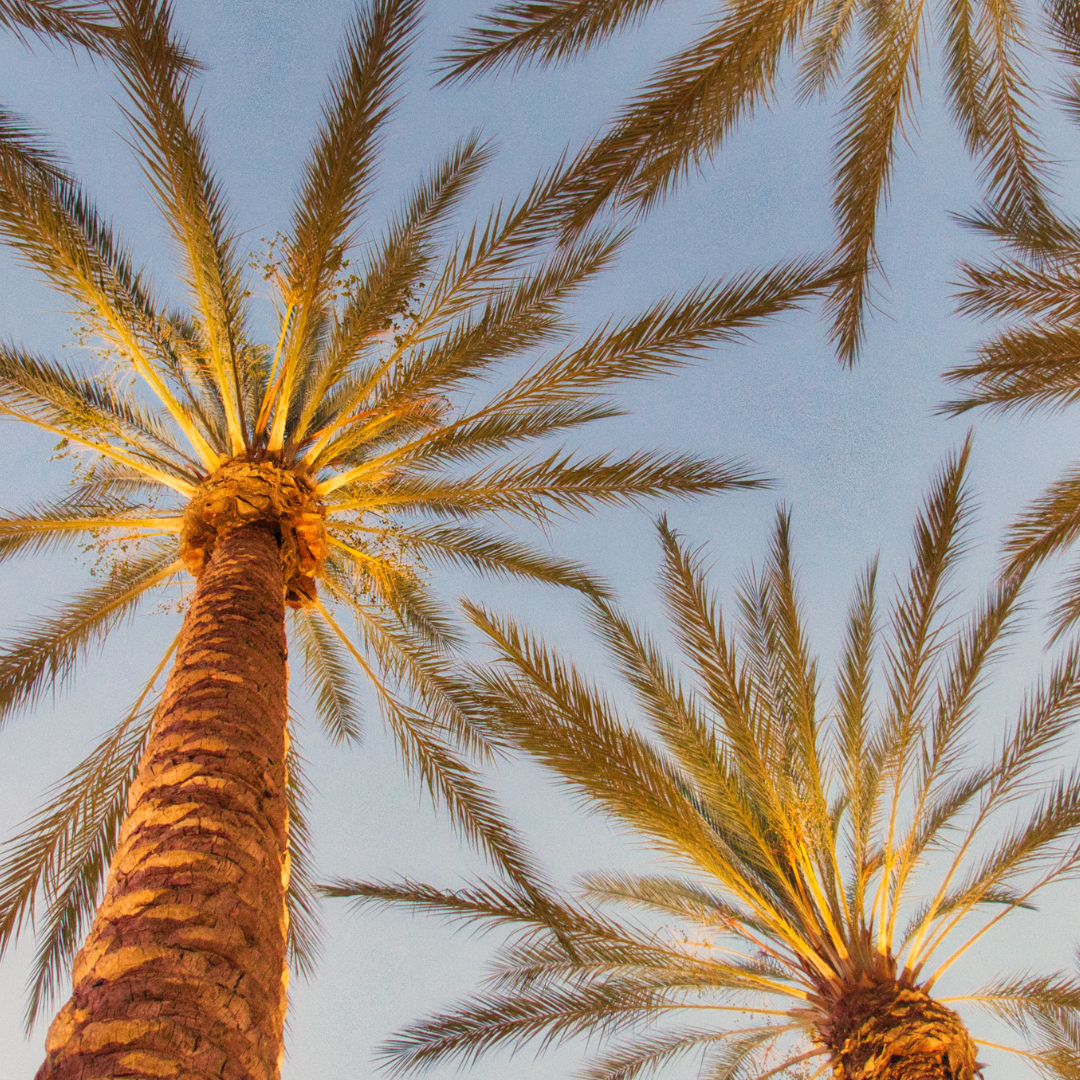 Worm's eye view of palm trees with sun streaming through palm fronds. Stock Photo